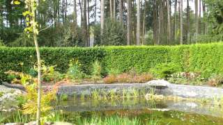 ginko biloba boom als bonsai op achter grond een heldere vijver met kikkers hovenier tilburg breda vught udenhout